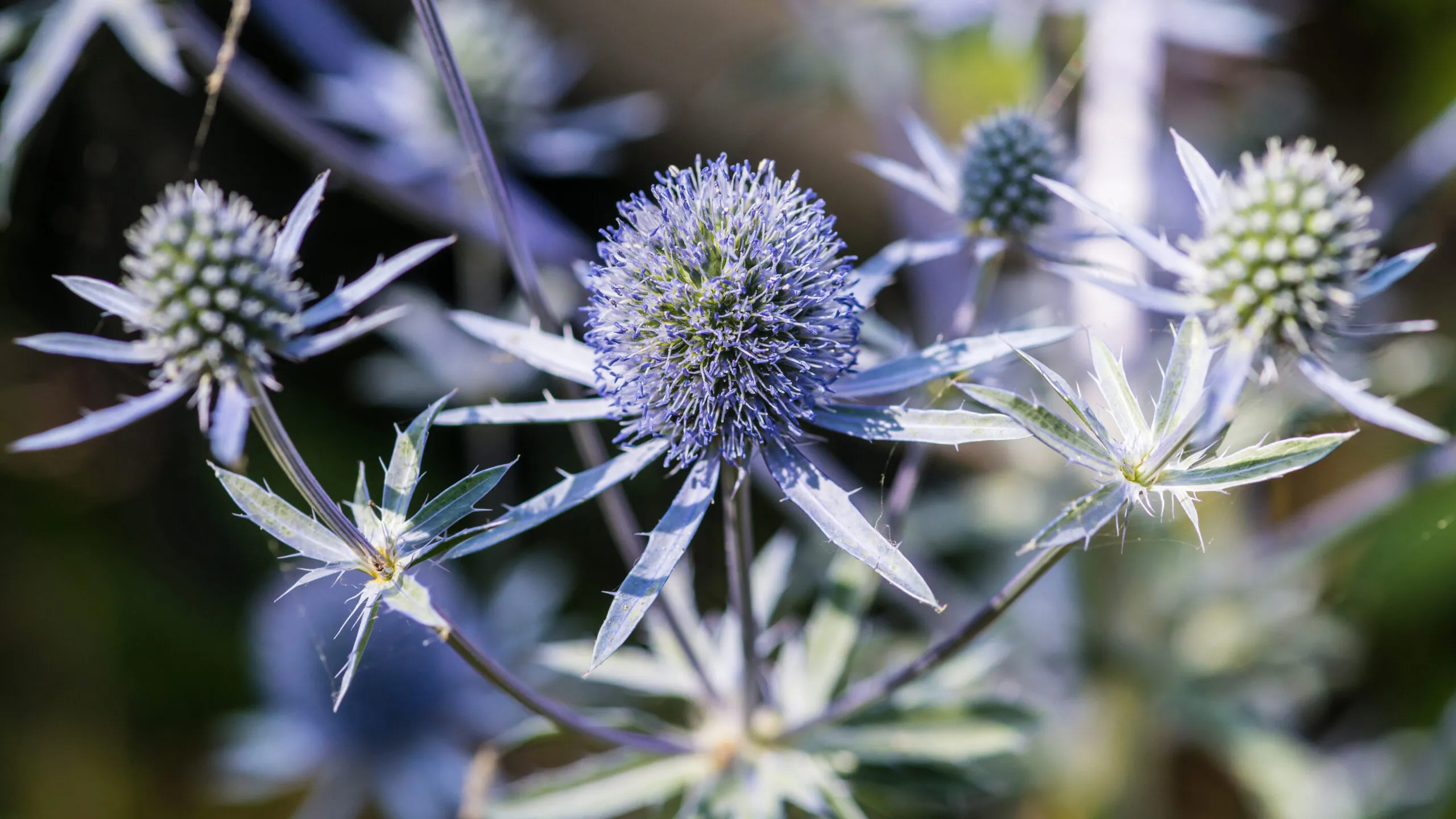 Eryngium