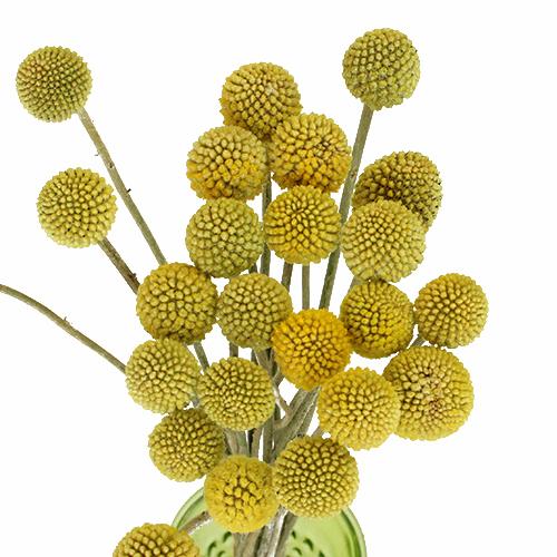 stems-in-bulk-craspedia-billy-balls-yellow-1